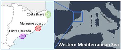 Genetic diversity of Contracaecum rudolphii sp. A (Nematoda: Anisakidae) parasitizing the European Shag Phalacrocorax aristotelis desmarestii from the Spanish Mediterranean coast